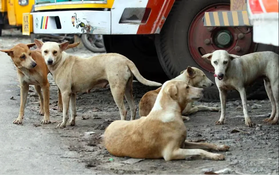 Boda Boda Riders Demand Stray Dog Eradication in Kajiado to Protect Citizens