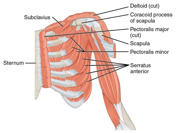 Pectoralis Minor: The Overlooked Muscle Shaping Posture, Performance, and Shoulder Health