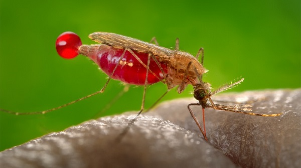 Understanding Malaria: Causes, Symptoms, and Prevention