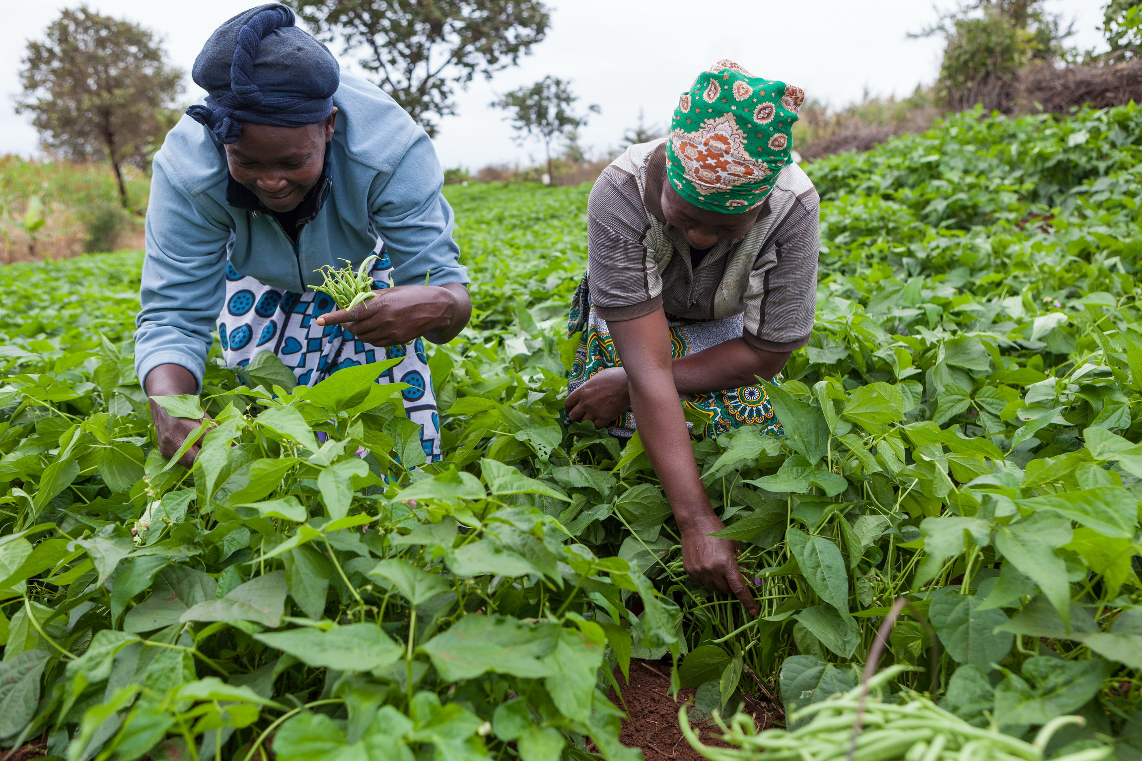 The Agribusiness Roadmap