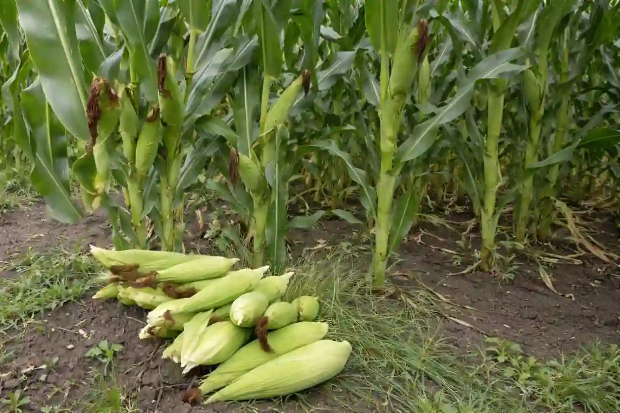 The New Gold: Why Modern Tech is the Secret to Doubling Kenya’s Maize Yields