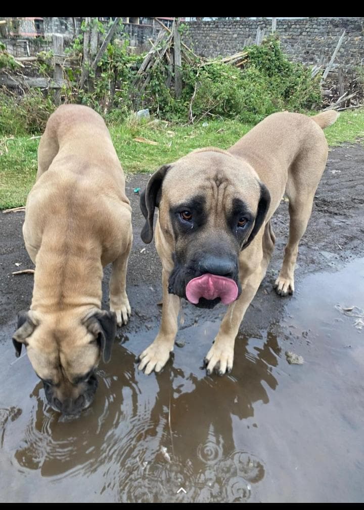 Understanding dog behavior and body language