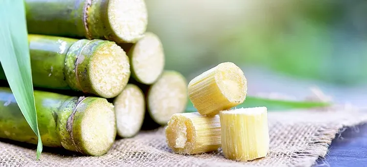 Sugarcane: The sweet Backbone of Agriculture and Industry
