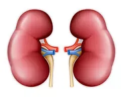 The Quiet Sentinels: Understanding the 7 Warning Signs of Kidney Decline