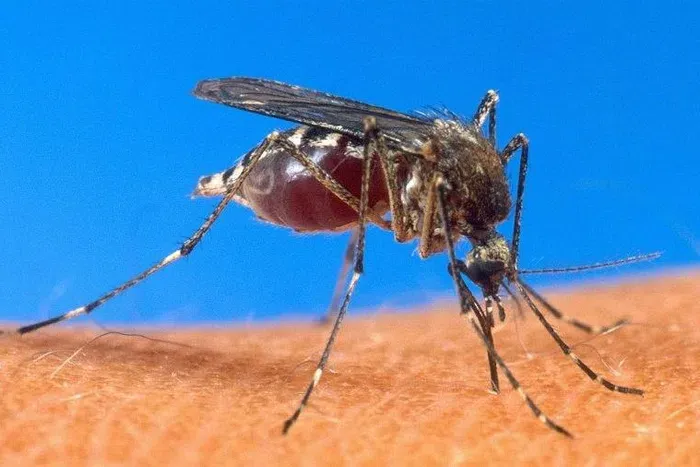 The Buzz of Fear: Why Mwea’s Unprecedented Mosquito Surge is Keeping a County Awake