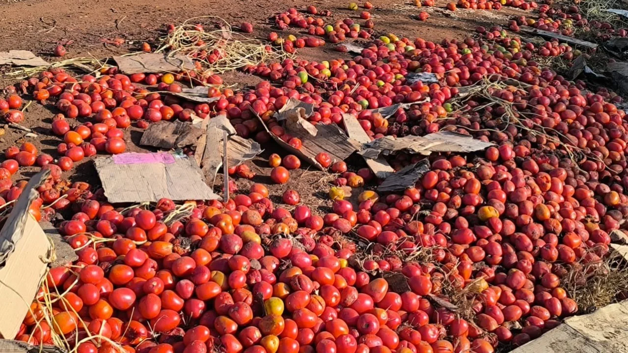 When the Red Gold Vanishes: How Kenya’s Tomato Crisis is Choking Local Traders