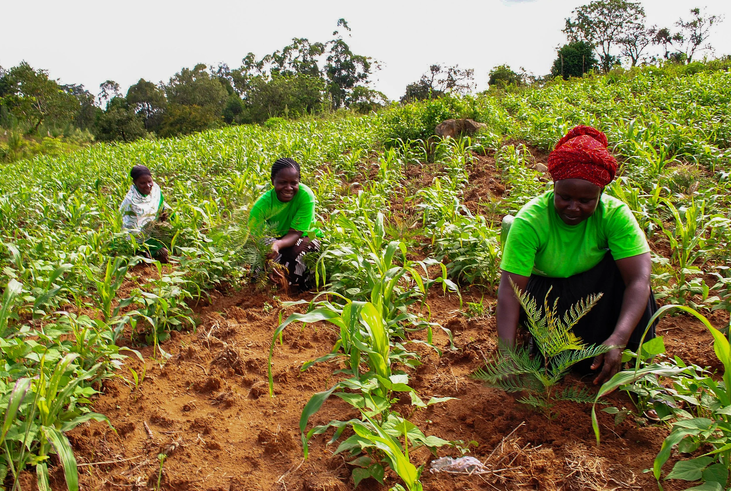 Siaya Farmers Embrace Biochar Technology to Boost Crop Yields
