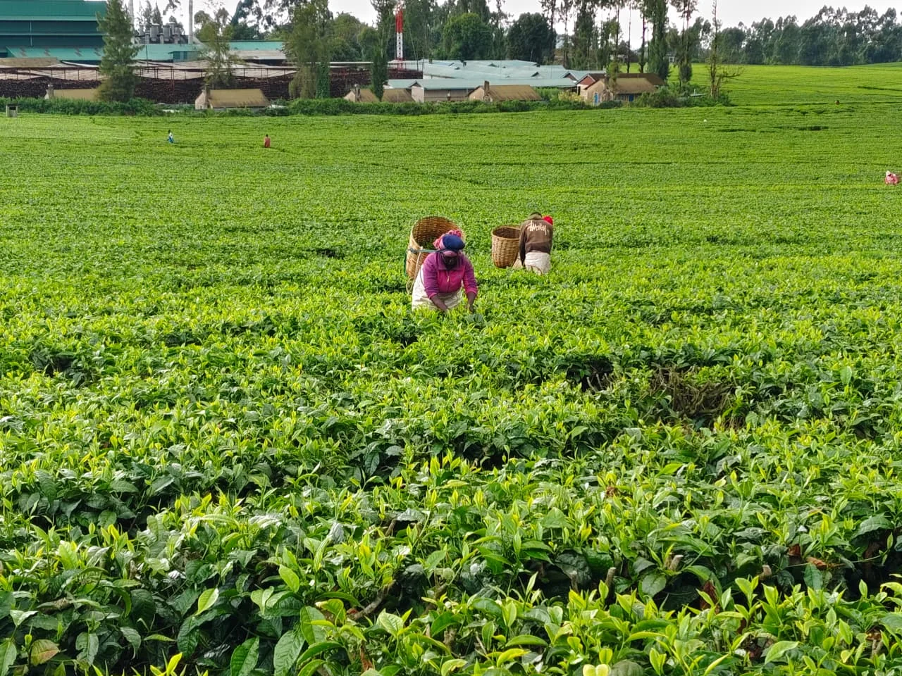 Kenya's Tea Exporters Protest 0.8% Levy, Citing Threat to Global Competitiveness