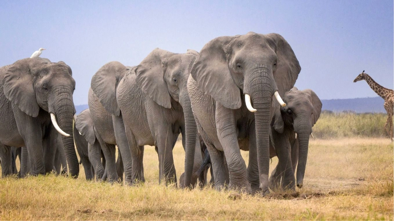 Kenya Wildlife Service Arrests Four Suspects Over Elephant Massacre in Amboseli