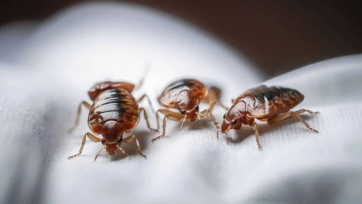 Bedbug Outbreak Halts Mombasa-Nairobi Bus Services, Sparks Regulatory Calls