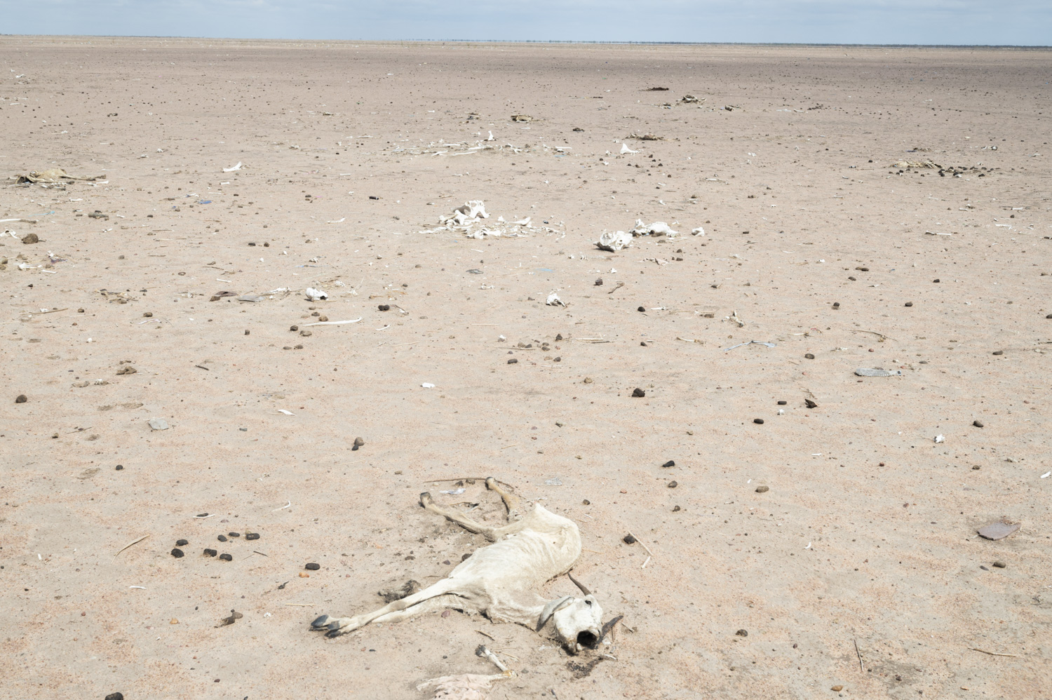 Drought Deepens Hunger Crisis in Northern Kenya as Aid Cuts Bite