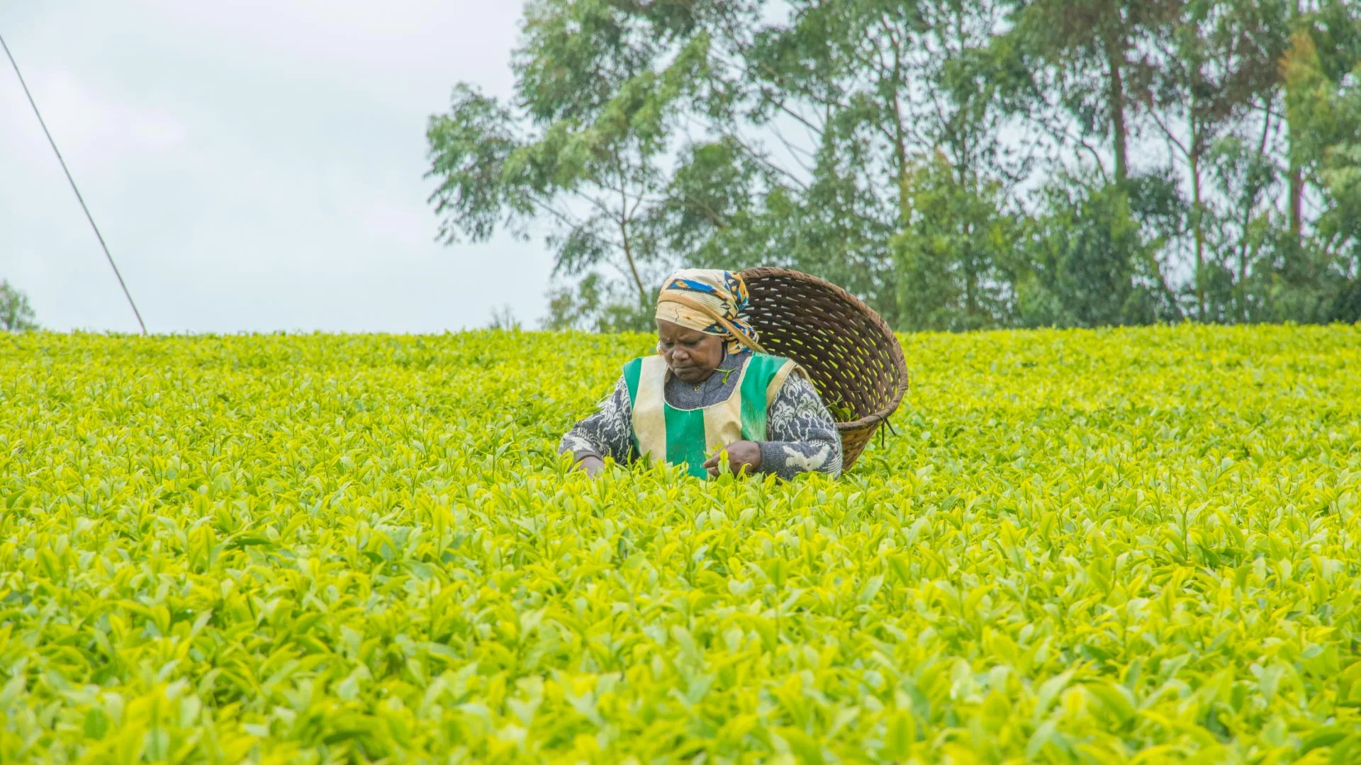 KTDA Procures 2 Million Bags of Fertiliser to Support Tea Farmers