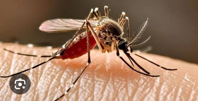 WHO Approves First Malaria Treatment for Newborns and Infants