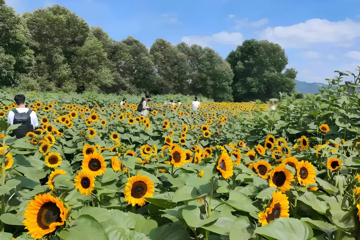 Nakuru Partners with AFA to Promote Sunflower Farming Among Local Farmers