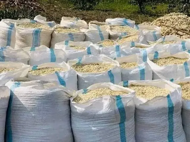 KALRO Issues Urgent Warning Over Dangerous Levels of Aflatoxins in Kenyan Cereals