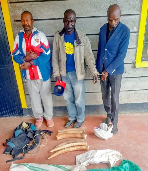 Three Suspected Poachers Arrested in Laikipia as Authorities Recover Six Elephant Tusks
