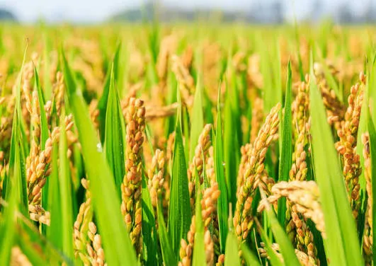 State Unveils New Plans to Boost Rice Production Amid Shortage Fears