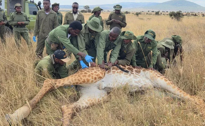 KWS Rescues Maasai Giraffe Trapped by Wire Snare at Athi Kapiti Ranch