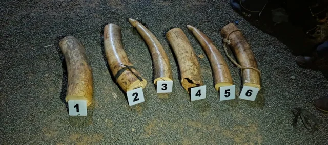 Kenyan Police Seize 13 Elephant Tusks in Marsabit, Signaling Continued Fight Against Illegal Wildlife Trade