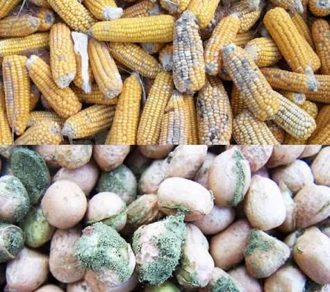 Tragedy in Kitui: Two Children Die, 13 Family Members Hospitalized in Suspected Aflatoxin Poisoning