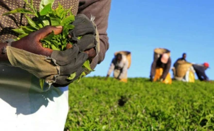 Kenyan Tea Sector Gains Boost as KTDA Procures 2 Million Bags of Fertiliser